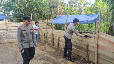 Operasi Pekat 2023: Polsek Dedai Gerebek Arena Judi Sabung Ayam