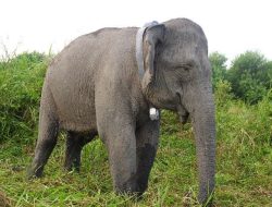 BKSDA Sumsel Kembali Pasang GPS Collar pada Kelompok Gajah Sumatera