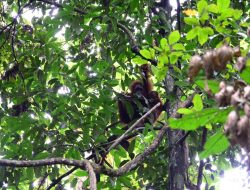 BKSDA Kaltim Lepasliarkan Tiga Individu Orangutan di Hutan Lindung Gunung Batu Mesangat