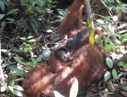 Bayi Orangutan ‘Acuy’ Lahir di Suaka Margasatwa Lamandau