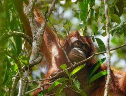 Kerja Sama KLHK-USAID Dimulai Dari Orangutan Taman Nasional Tanjung Puting