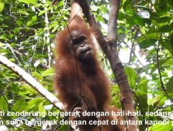 Siti dan Sudin, Dua Anak Orangutan Sumatera Sudah Terampil Hidup di Alam Liar