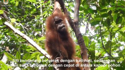 Siti dan Sudin, Dua Anak Orangutan Sumatera Sudah Terampil Hidup di Alam Liar