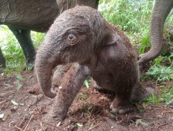 Seekor Anak Gajah Sumatera Lahir di Elephants Flying Squad TN Tesso Nilo