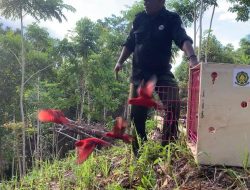BKSDA Maluku Lepasliarkan 30 Satwa Liar Endemik