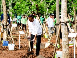Presiden Jokowi Ajak Masyarakat Tanam Pohon Atasi Perubahan Iklim dan Polusi Udara