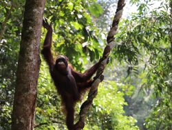 Pasca Rehabilitasi, Dua Individu Orangutan Kembali ke Habitatnya