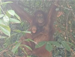 Dua Individu Orangutan Kalimantan Lahir di TN Betung Karihun