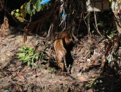 KLHK Lepas Liar Harimau Sumatera di Taman Nasional Gunung Leuser