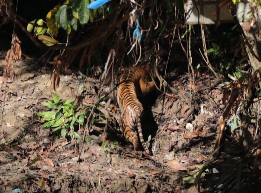 KLHK Lepas Liar Harimau Sumatera di Taman Nasional Gunung Leuser