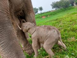 Kabar Gembira, Anak Gajah Sumatera Lahir di Taman Nasional Way Kambas