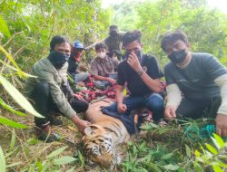 Harimau Sumatera Yang Menyerang Warga Langkat Berhasil Ditangkap