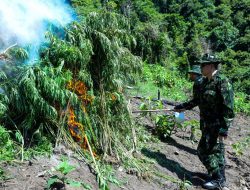 3,5 Ton Ganja Dimusnahkan BNN RI di Aceh Besar