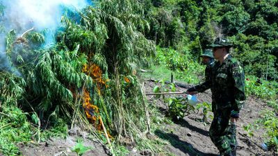 3,5 Ton Ganja Dimusnahkan BNN RI di Aceh Besar