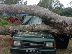 Berlibur di Kebun Durian Miliknya, Satu Keluarga di Timpa Pohon Tumbang